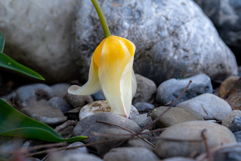 Frosttulpen_DSC_6748_HP.jpg
